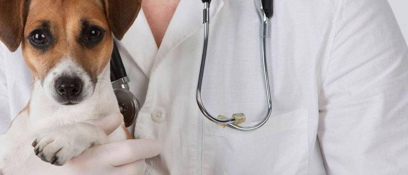 ветеринария галерея 3